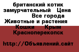 британский котик замурчательный › Цена ­ 12 000 - Все города Животные и растения » Кошки   . Крым,Красноперекопск